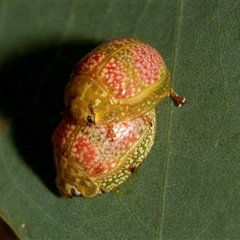 Paropsisterna fastidiosa (Eucalyptus leaf beetle) at Denman Prospect, ACT - 25 Nov 2024 by AlisonMilton