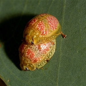 Paropsisterna fastidiosa at Denman Prospect, ACT - 25 Nov 2024