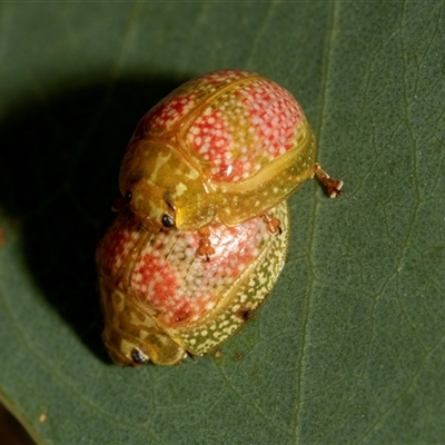 Paropsisterna fastidiosa (Eucalyptus leaf beetle) at Denman Prospect, ACT - 25 Nov 2024 by AlisonMilton