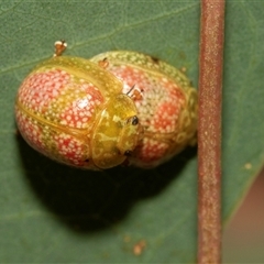 Paropsisterna fastidiosa at Denman Prospect, ACT - 25 Nov 2024 04:51 PM