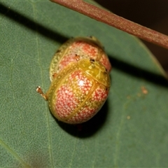 Paropsisterna fastidiosa at Denman Prospect, ACT - 25 Nov 2024 04:51 PM