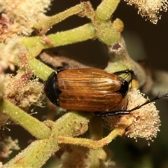 Phyllotocus sp. (genus) (Nectar scarab) at Denman Prospect, ACT - 25 Nov 2024 by AlisonMilton