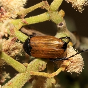 Phyllotocus sp. (genus) at Denman Prospect, ACT - 25 Nov 2024