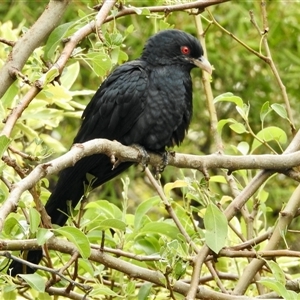 Eudynamys orientalis at Aranda, ACT - 26 Nov 2024