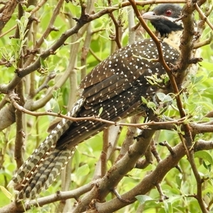 Eudynamys orientalis at Aranda, ACT - 26 Nov 2024