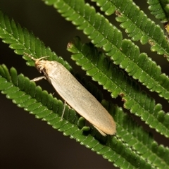 Telocharacta (genus) (A Concealer moth (Philobota Group)) at Denman Prospect, ACT - 25 Nov 2024 by AlisonMilton