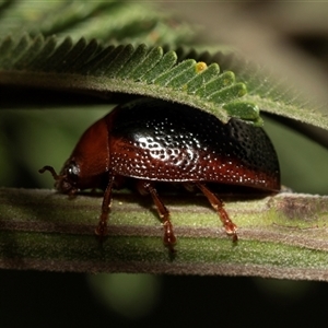 Dicranosterna immaculata at Denman Prospect, ACT - 25 Nov 2024 04:44 PM