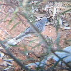 Geopelia placida (Peaceful Dove) at Tibooburra, NSW - 19 Nov 2024 by Darcy