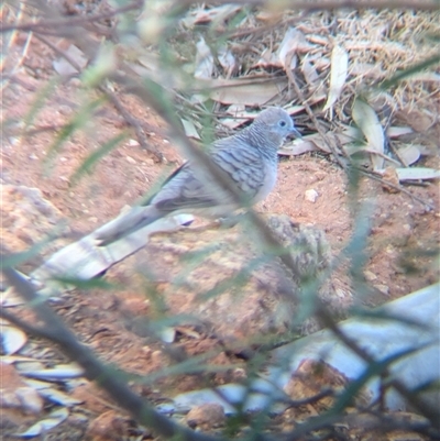 Geopelia placida (Peaceful Dove) at Tibooburra, NSW - 19 Nov 2024 by Darcy