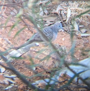 Geopelia placida at Tibooburra, NSW - 20 Nov 2024 07:49 AM