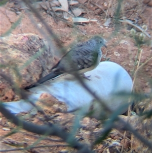 Geopelia placida at Tibooburra, NSW - 20 Nov 2024 07:49 AM