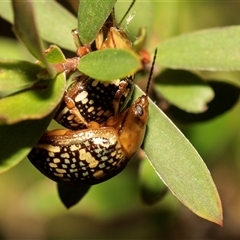 Paropsis pictipennis (Tea-tree button beetle) at Denman Prospect, ACT - 25 Nov 2024 by AlisonMilton