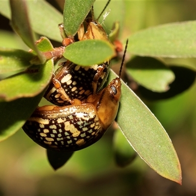 Paropsis pictipennis (Tea-tree button beetle) at Denman Prospect, ACT - 25 Nov 2024 by AlisonMilton