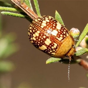 Paropsis pictipennis at Denman Prospect, ACT - 25 Nov 2024