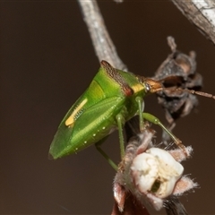 Cuspicona simplex at Denman Prospect, ACT - 25 Nov 2024 by AlisonMilton