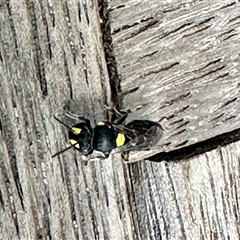 Hylaeus (Prosopisteron) sp. (genus & subgenus) at Crafers West, SA - 24 Nov 2024 by KMcCue