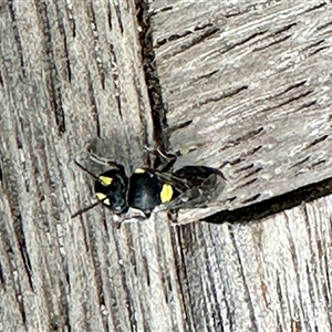 Hylaeus (Prosopisteron) sp. (genus & subgenus) at Crafers West, SA by KMcCue