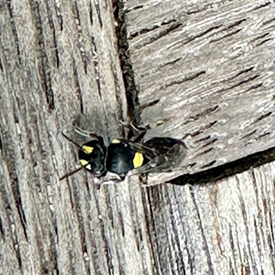 Hylaeus (Prosopisteron) sp. (genus & subgenus) at Crafers West, SA - 24 Nov 2024 by KMcCue