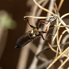 Cerdistus sp. (genus) (Slender Robber Fly) at Denman Prospect, ACT - 25 Nov 2024 by AlisonMilton