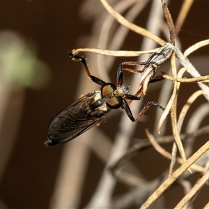 Cerdistus sp. (genus) at Denman Prospect, ACT - 25 Nov 2024