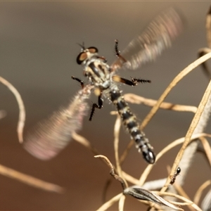 Cerdistus sp. (genus) at Denman Prospect, ACT - 25 Nov 2024