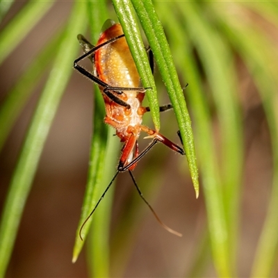 Gminatus australis (Orange assassin bug) at Denman Prospect, ACT - 25 Nov 2024 by AlisonMilton