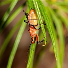 Gminatus australis at Denman Prospect, ACT - 25 Nov 2024 02:21 PM