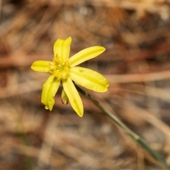 Tricoryne elatior (Yellow Rush Lily) at Denman Prospect, ACT - 25 Nov 2024 by AlisonMilton