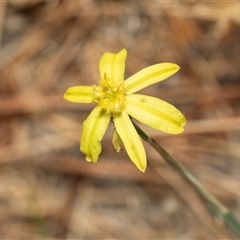 Tricoryne elatior at Denman Prospect, ACT - 25 Nov 2024