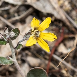 Goodenia hederacea subsp. hederacea at Denman Prospect, ACT - 25 Nov 2024