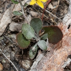 Goodenia hederacea subsp. hederacea at Denman Prospect, ACT - 25 Nov 2024