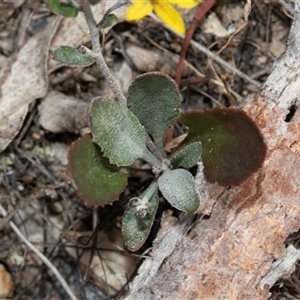 Goodenia hederacea subsp. hederacea at Denman Prospect, ACT - 25 Nov 2024