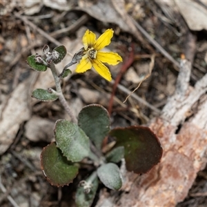 Goodenia hederacea subsp. hederacea at Denman Prospect, ACT - 25 Nov 2024