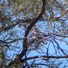 Elanus scriptus (Letter-winged Kite) at Tibooburra, NSW - 20 Nov 2024 by Darcy