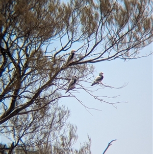 Elanus scriptus at Tibooburra, NSW - 20 Nov 2024