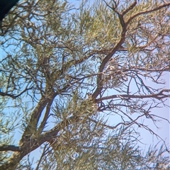 Elanus scriptus at Tibooburra, NSW - suppressed