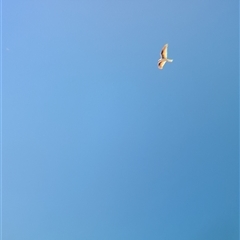 Elanus scriptus at Tibooburra, NSW - suppressed