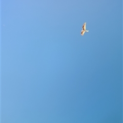 Elanus scriptus at Tibooburra, NSW - suppressed