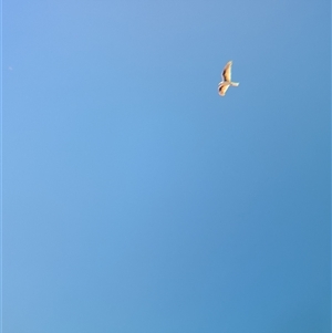 Elanus scriptus at Tibooburra, NSW - suppressed