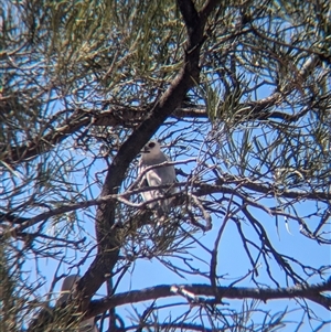 Elanus scriptus at Tibooburra, NSW - 20 Nov 2024