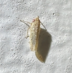 Maiestas vetus (A leafhopper) at Ainslie, ACT - 26 Nov 2024 by Pirom