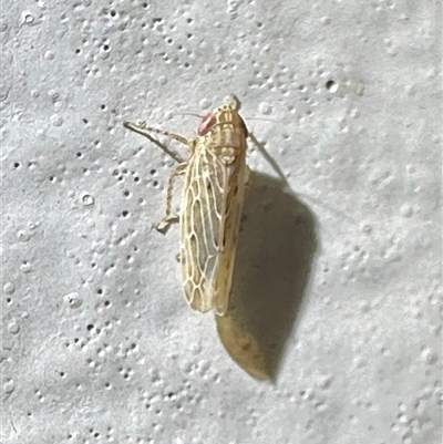 Maiestas vetus (A leafhopper) at Ainslie, ACT - 26 Nov 2024 by Pirom