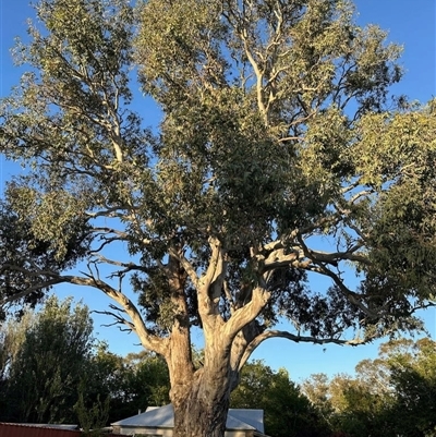 Eucalyptus camaldulensis at Mount Pleasant, SA - 20 Nov 2024 by KMcCue