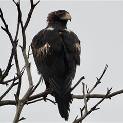 Aquila audax (Wedge-tailed Eagle) at Sandalwood, SA - 24 Nov 2024 by KMcCue