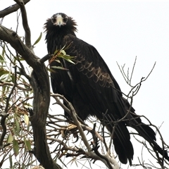 Aquila audax at Sandalwood, SA - 25 Nov 2024