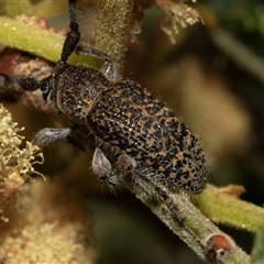 Ancita sp. (genus) (Longicorn or longhorn beetle) at Denman Prospect, ACT - 25 Nov 2024 by AlisonMilton