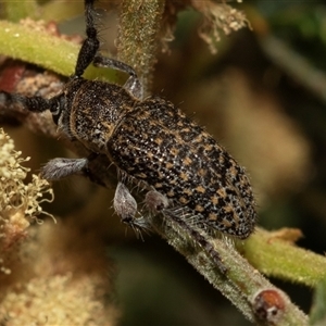 Ancita sp. (genus) at Denman Prospect, ACT - 25 Nov 2024 04:48 PM