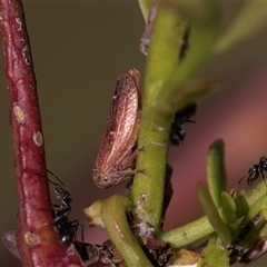 Unidentified Leafhopper or planthopper (Hemiptera, several families) at Denman Prospect, ACT - 25 Nov 2024 by AlisonMilton