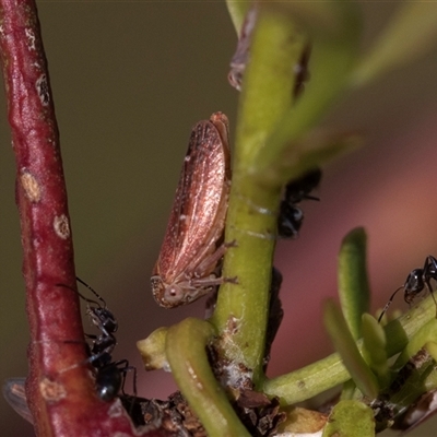 Unidentified Leafhopper or planthopper (Hemiptera, several families) at Denman Prospect, ACT - 25 Nov 2024 by AlisonMilton