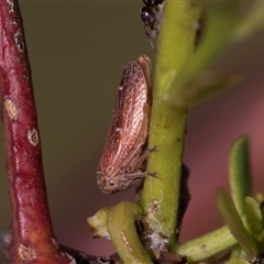 Katipo rubrivenosa at Denman Prospect, ACT - 25 Nov 2024